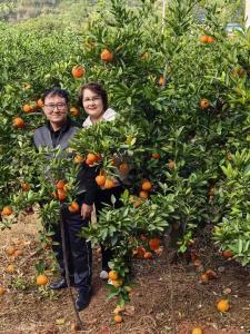 “种草”成功！抖音短视频引新疆游客打卡橘园