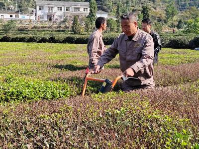 邓村坪村：以社会化服务解锁茶产业振兴新密码