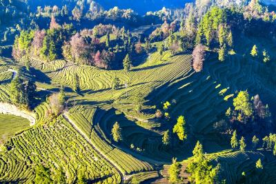 夷陵邓村万亩茶园：秋冬七彩绘盛景 茶旅融合醉游人