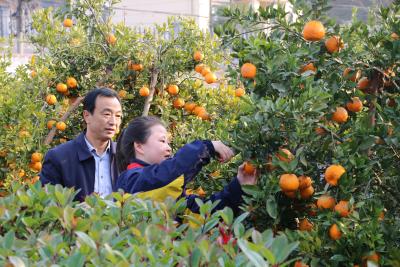 橘香盈袖醉秋光 劳动赋能助成长