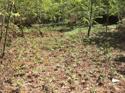 精准赋能强服务 龙头引领促发展——区林业局全程护航鑫森生物获评省级林业产业化重点龙头企业