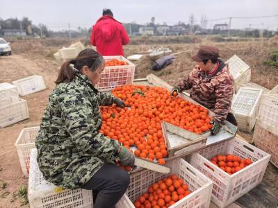 硕果累累挂枝头 电商助农解民忧