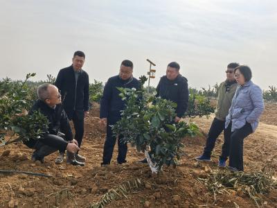 柑橘冬管怎么做 专家田间来指导