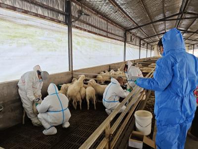 夷陵：“验收+安检”双线并行 护航畜牧产业安全过冬