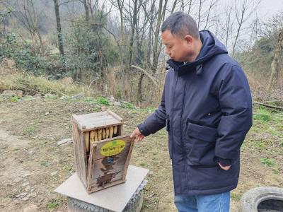 养蜂能手黄运法： 开创甜蜜事业 带领乡亲共酿幸福