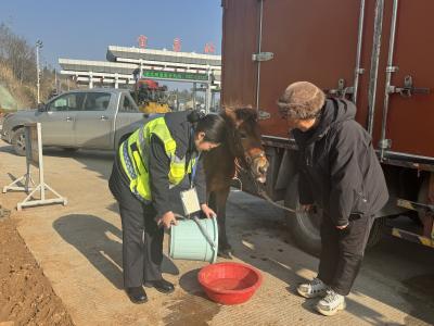 宜昌北收费站伸援手 解司机和生病小马驹燃眉之急