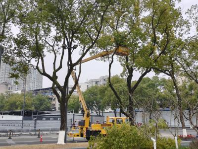 筑牢御寒屏障 守护满城绿意