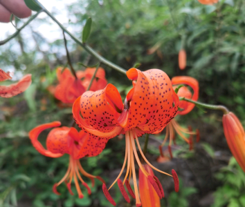 宜昌野生百合资源普查圆满收官