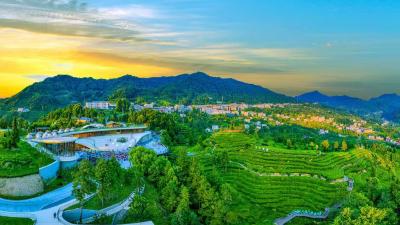 叶脉里的山河：一家茶企与一方水土的双向奔赴