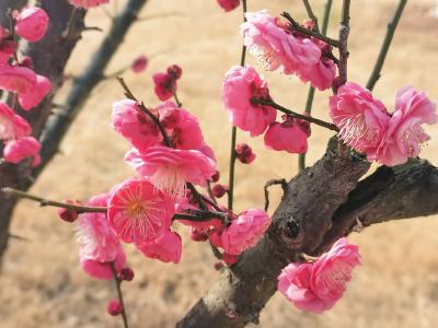 “梅”好时节已至！最佳观赏期就在本月