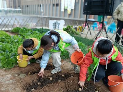 “薯”你最棒！夷陵亲子家庭在生态实践中解锁农耕文化魅力