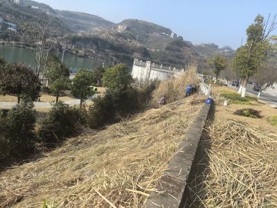 长江市场社区：清茅草 除火患 护家园