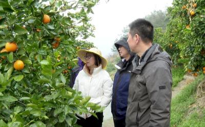 专家下沉送“良方” 科学管护促丰收