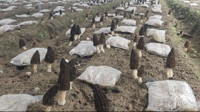 雾渡河镇多了个“鲜”味儿：羊肚菌试种成功，冬闲田变“增收田”