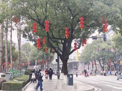夷陵市政园林同发力 万盏红灯扮靓城区迎新春