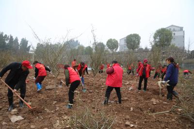 春回大地添新绿 植树造林正当时——东城试验区开展义务植树活动