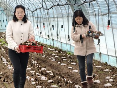 夷陵雾渡河：院企合作种出优质羊肚菌 明年扩种促增收