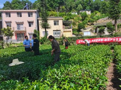 三峡农商银行太平溪支行5000万元赋能茶产业