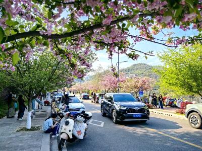 峡江路上春意浓 海棠花海引客来