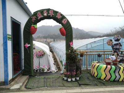 龙泉：小燕子草莓园农旅融合迎客来 田园采摘乐游人