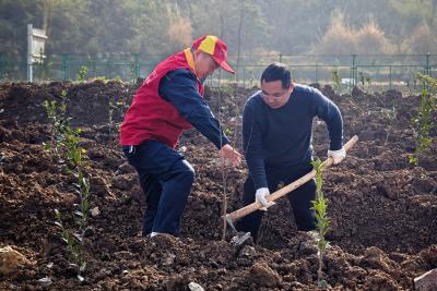 夷陵供电：挥锹添新绿 电亮好春光