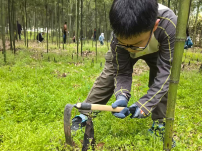 春日寻鲜正当时 龙泉雷竹园挖笋新体验