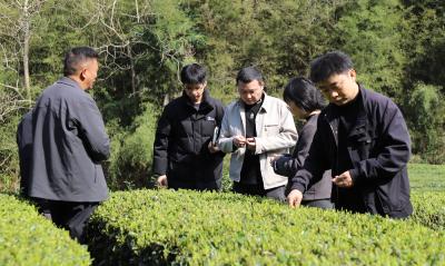 夷陵太平溪：早茶开园产销旺 专家助力保品质