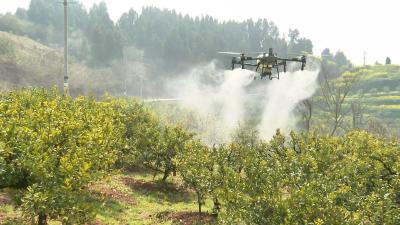 龙泉镇精抓柑橘春管 科技赋能护航丰收