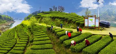 夷陵春茶“抢”时间：园林茶叶合作社力保清明前优质茶入库