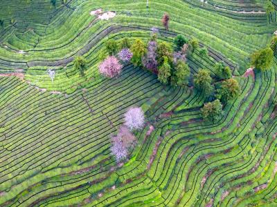 夷陵邓村：春管正当时 高山茶三月下旬迎开园