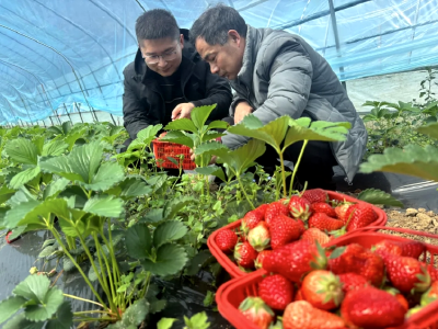 黄马河村：草莓飘香迎客来 特色产业促增收