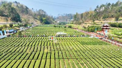 峡州茗品香 早茶出夷陵