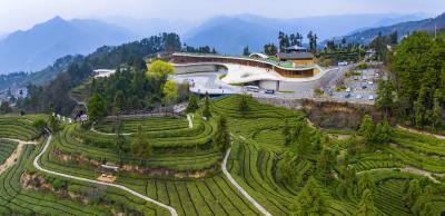 夷陵网络达人打卡邓村 助力春茶开园预热