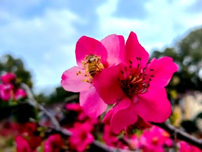 春风拂岸花似锦 夷陵滨河公园海棠盛放引客来