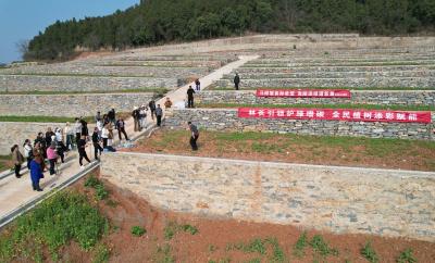 春风催新绿 植树正当时 ——龙泉镇开展义务植树活动