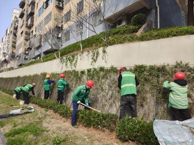 精细管养促繁花 满城月季迎春风