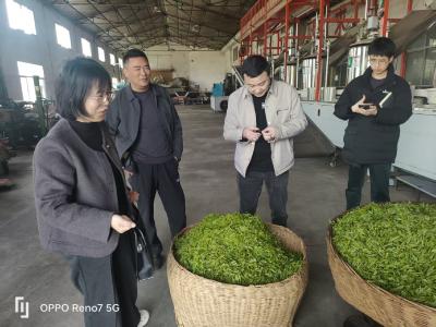 省果茶办茶叶专家来夷调研春茶产销情况