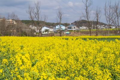 金色花海醉春光 南垭风光入镜来