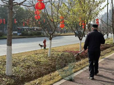 整治流浪犬 保出行安全