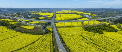 鸦鹊岭镇生态农田油菜花开 玛瑙河畔绘就乡村振兴新画卷