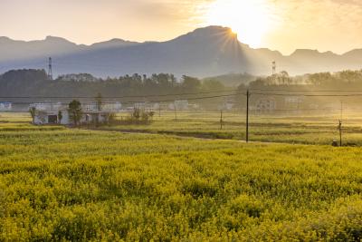 南垭花田不负春光 油菜花桃花竞相盛放