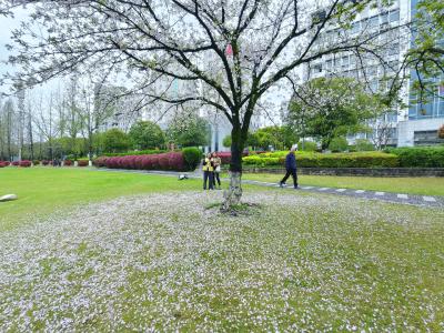 雨后河心公园：落樱铺就春日浪漫路