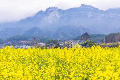 南垭村：油菜花开 正值踏春好时节