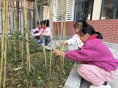 以绿为誓 以心为牌——平湖小学植树节主题活动