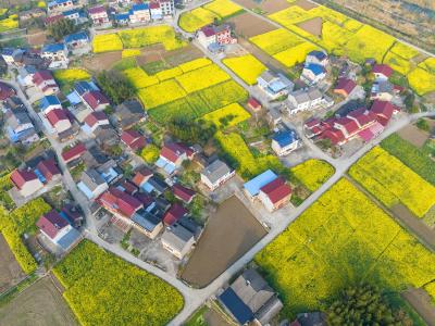 夷陵分乡：油菜花开春意浓 农旅融合迎升温