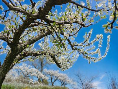 黎明农场杏花李花争艳 分乡赏花正当时