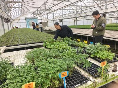 龙泉镇：优质种苗拓市场 产销两旺促就业