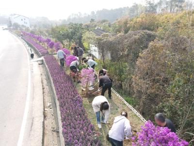 乐天溪镇：植绿护绿共筑生态家园 凝心聚力建设美丽乐天溪