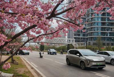 夷陵发展大道樱花盛放 生态大道绘就春日和谐画卷