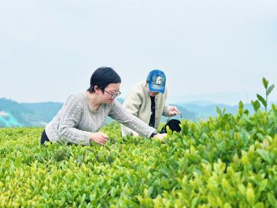 采茶助农践初心 共绘和美新画卷